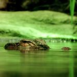 Free Crocodile Alligator photo and picture