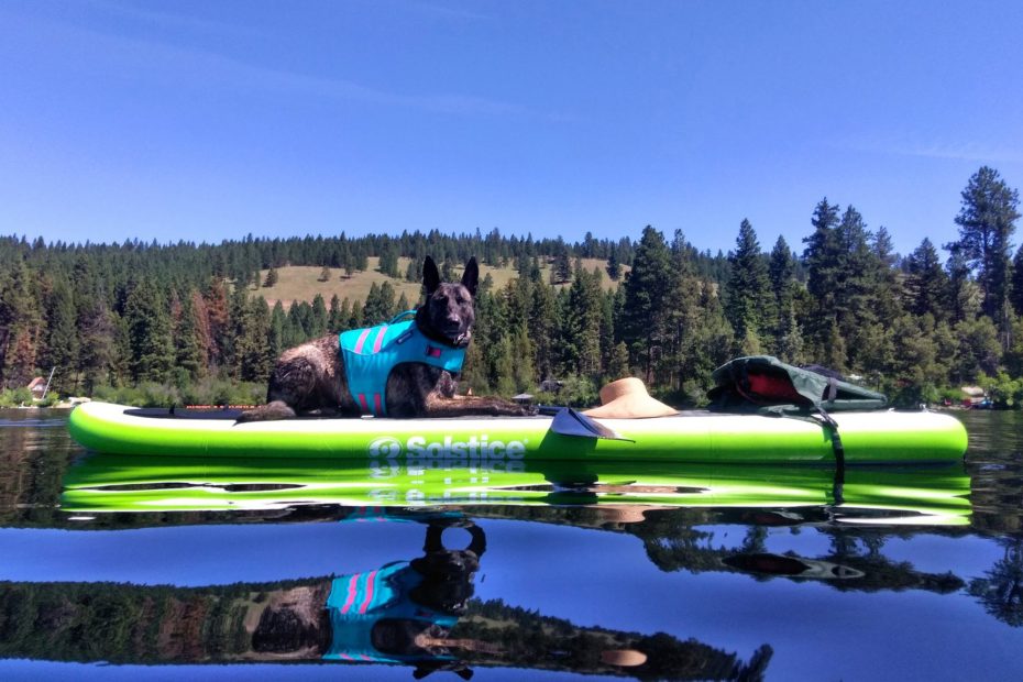 how to train your dog to sit on a paddle board
